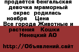 продаётся бенгальская девочка(мраморный окрас).родилась 5ноября, › Цена ­ 8 000 - Все города Животные и растения » Кошки   . Ненецкий АО